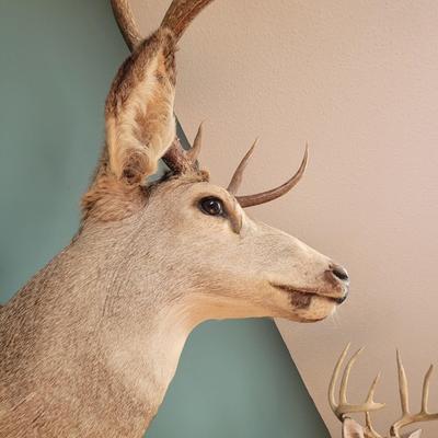 Mounted Mule Deer Taxidermy (D-CE)