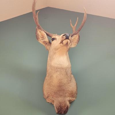 Mounted Mule Deer Taxidermy (D-CE)