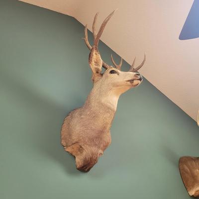 Mounted Mule Deer Taxidermy (D-CE)