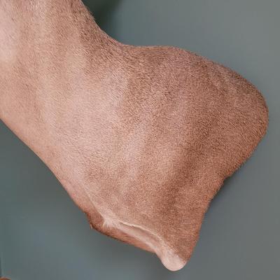 Mounted White Tail Deer Taxidermy (D-CE)