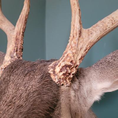 Mounted White Tail Deer Taxidermy (D-CE)
