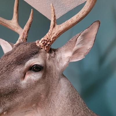 Mounted White Tail Deer Taxidermy (D-CE)