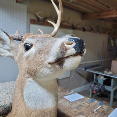 Set of Four Mounted White Tail Deer Taxidermy (BG-CE)