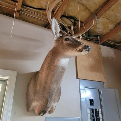 Set of Four Mounted White Tail Deer Taxidermy (BG-CE)