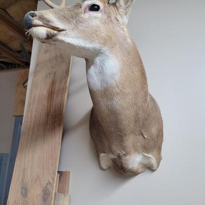 Set of Four Mounted White Tail Deer Taxidermy (BG-CE)