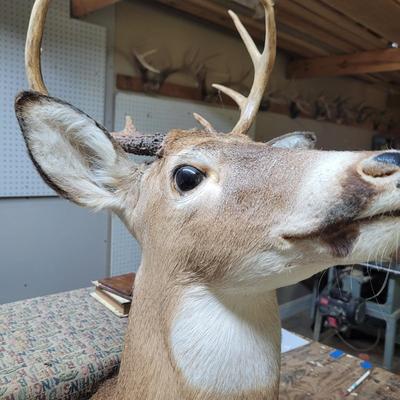 Set of Four Mounted White Tail Deer Taxidermy (BG-CE)