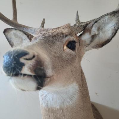 Set of Four Mounted White Tail Deer Taxidermy (BG-CE)