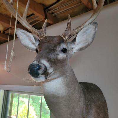 Set of Four Mounted White Tail Deer Taxidermy (BG-CE)