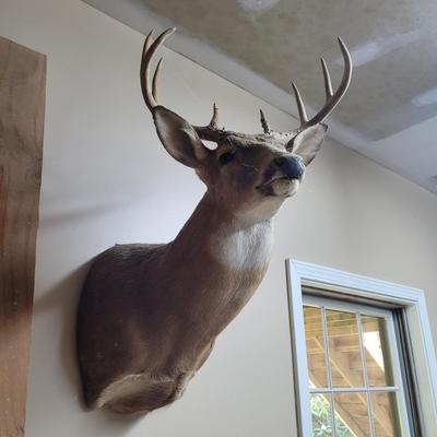 Set of Four Mounted White Tail Deer Taxidermy (BG-CE)