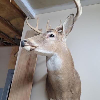 Set of Four Mounted White Tail Deer Taxidermy (BG-CE)