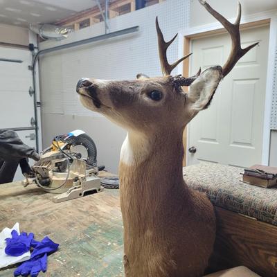 Set of Four Mounted White Tail Deer Taxidermy (BG-CE)