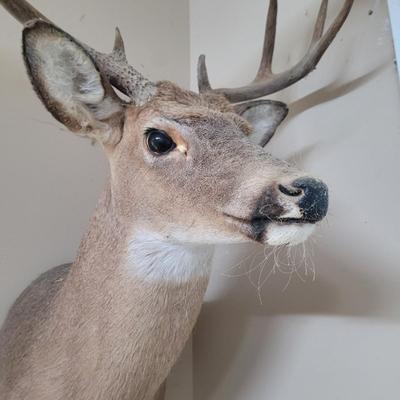 Set of Four Mounted White Tail Deer Taxidermy (BG-CE)