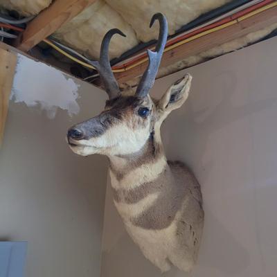 Mounted Antelope Taxidermy (BG-CE)