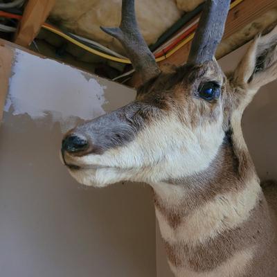 Mounted Antelope Taxidermy (BG-CE)