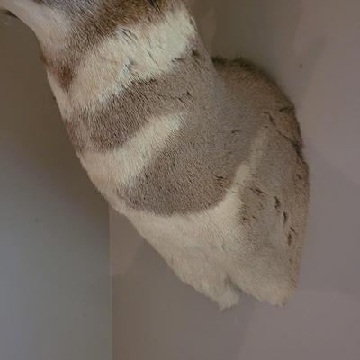 Mounted Antelope Taxidermy (BG-CE)