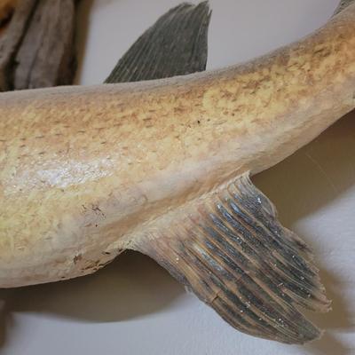 Mounted Muskie (BG-CE)
