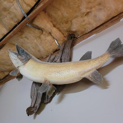 Mounted Muskie (BG-CE)