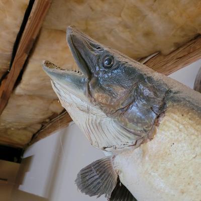 Mounted Muskie (BG-CE)