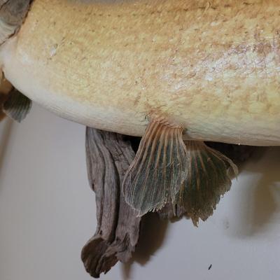 Mounted Muskie (BG-CE)