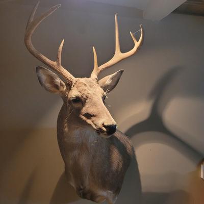 Set of Two Mounted White Tail Deer Taxidermy (D-CE)