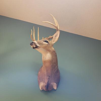 Set of Two Mounted White Tail Deer Taxidermy (D-CE)