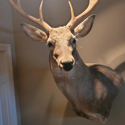 Set of Two Mounted White Tail Deer Taxidermy (D-CE)