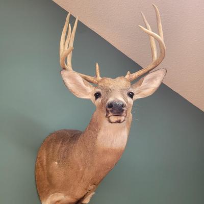 Set of Two Mounted White Tail Deer Taxidermy (D-CE)
