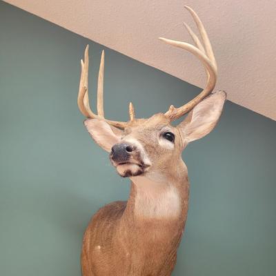Set of Two Mounted White Tail Deer Taxidermy (D-CE)