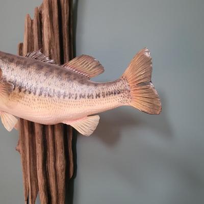 Mounted Large Mouth Bass (D-CE)
