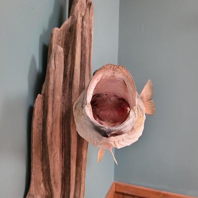 Mounted Large Mouth Bass (D-CE)