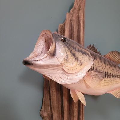 Mounted Large Mouth Bass (D-CE)