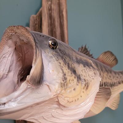 Mounted Large Mouth Bass (D-CE)