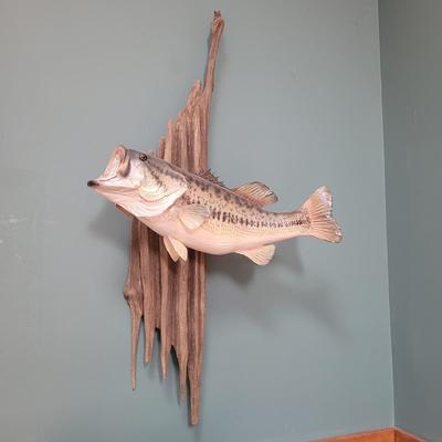 Mounted Large Mouth Bass (D-CE)