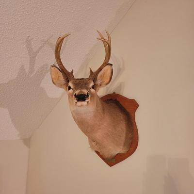 Mounted White Tail Deer Taxidermy on Wooden Plaque (O-CE)