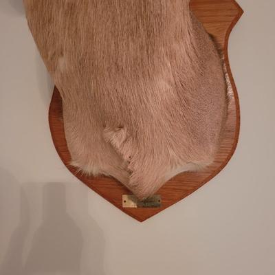 Mounted White Tail Deer Taxidermy on Wooden Plaque (O-CE)