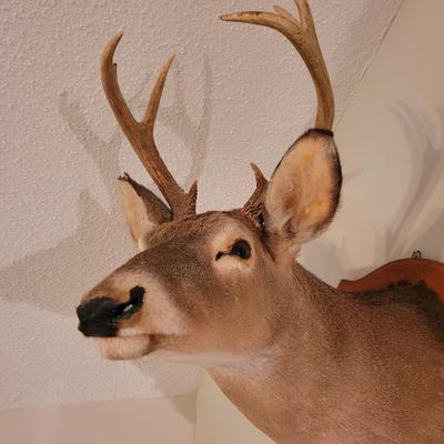 Mounted White Tail Deer Taxidermy on Wooden Plaque (O-CE)
