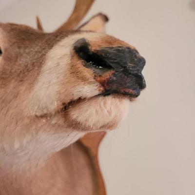 Mounted White Tail Deer Taxidermy on Wooden Plaque (O-CE)