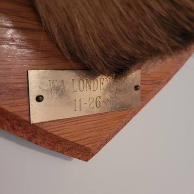 Mounted White Tail Deer Taxidermy on Wooden Plaque (O-CE)