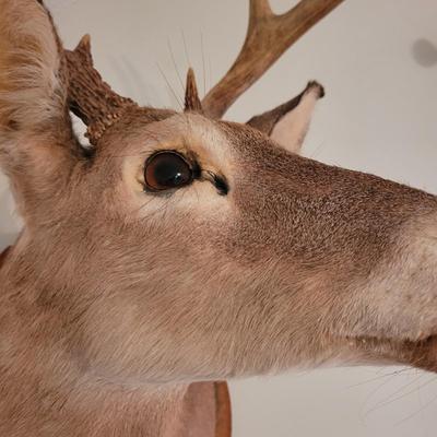 Mounted White Tail Deer Taxidermy on Wooden Plaque (O-CE)