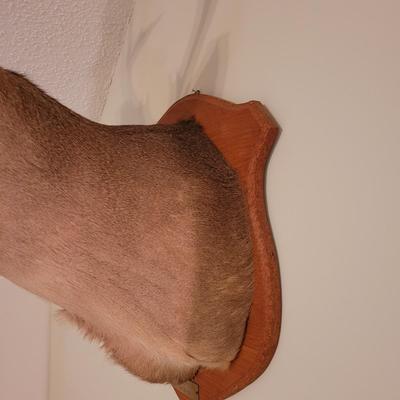 Mounted White Tail Deer Taxidermy on Wooden Plaque (O-CE)