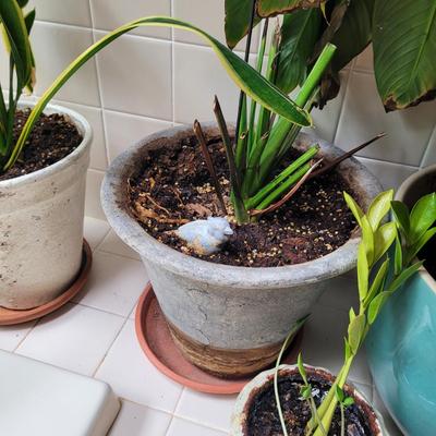 Collection of Four Plants (BR1-CE)