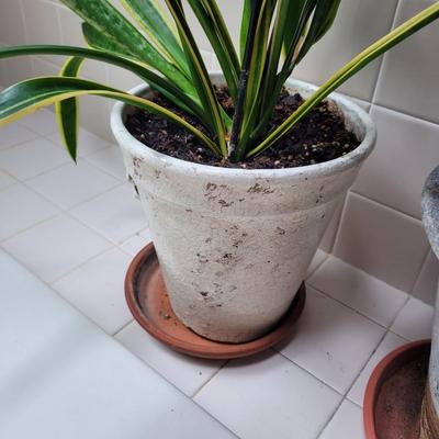 Collection of Four Plants (BR1-CE)