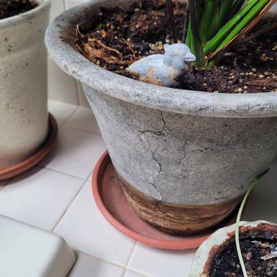 Collection of Four Plants (BR1-CE)