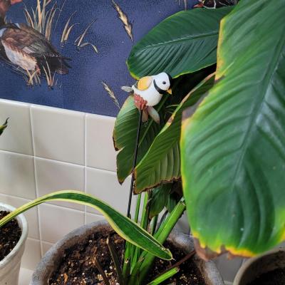 Collection of Four Plants (BR1-CE)