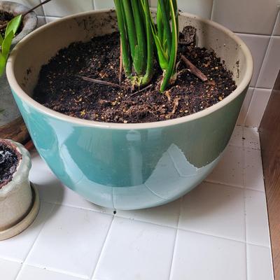 Collection of Four Plants (BR1-CE)