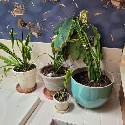 Collection of Four Plants (BR1-CE)