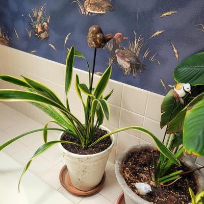 Collection of Four Plants (BR1-CE)