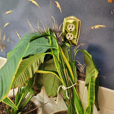 Collection of Four Plants (BR1-CE)