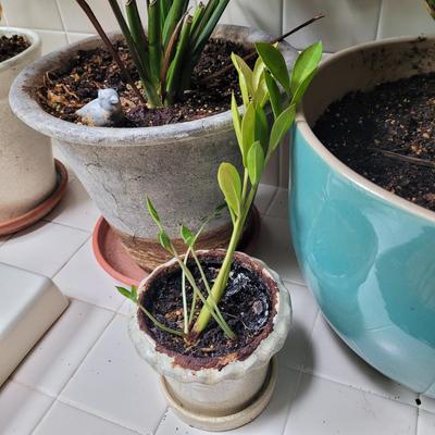 Collection of Four Plants (BR1-CE)