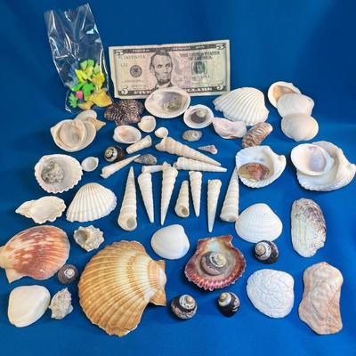 ASSORTMENT OF SEA SHELLS AND COLORFUL CORAL BITS